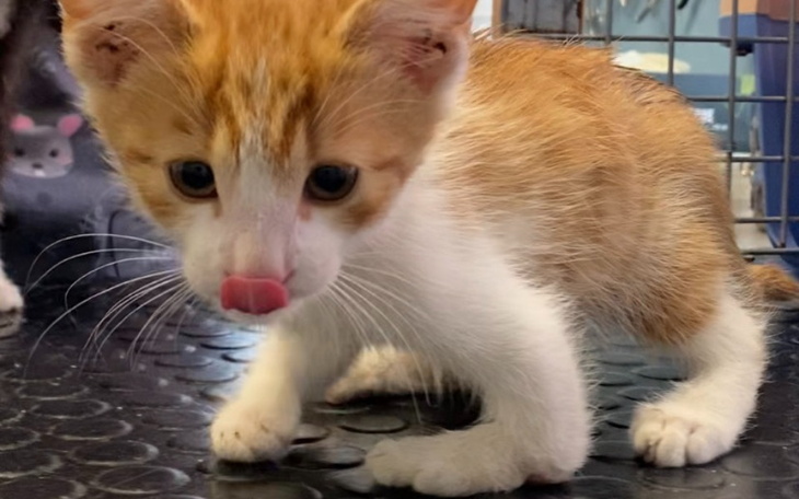 Zbiórka Pomoc dla bezdomniaczków - zdjęcie główne