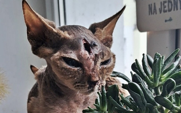 Kot rasy Devon Rex z nietypowym wyglądem.