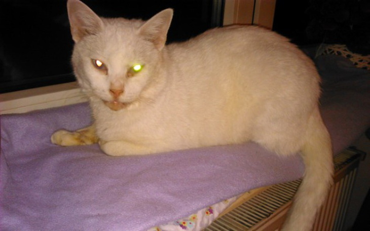 Zbiórka Biały Miś prosi o wsparcie! - zdjęcie główne