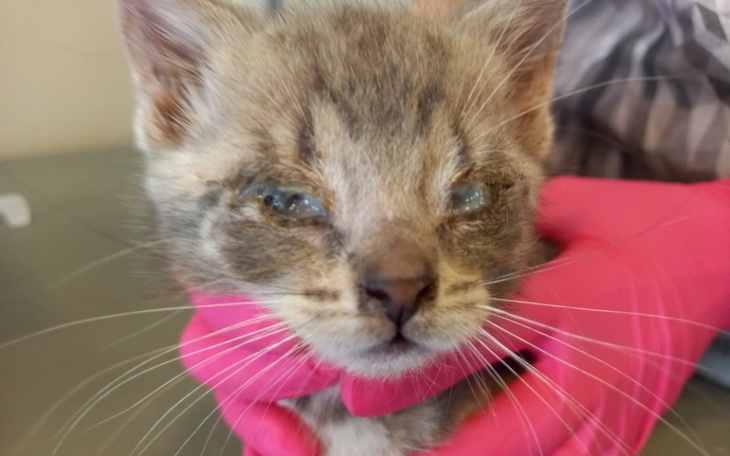 Zbiórka Chore kociaki w wielkim stadzie - zdjęcie główne