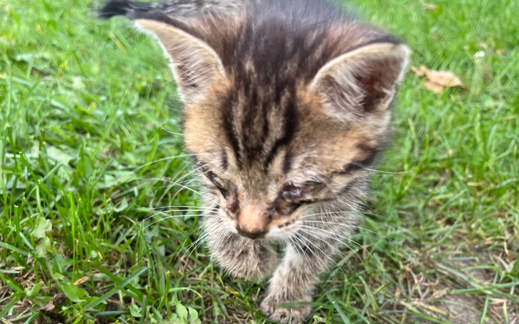 Zbiórka Mały chory kotek prosi o pomoc - zdjęcie główne