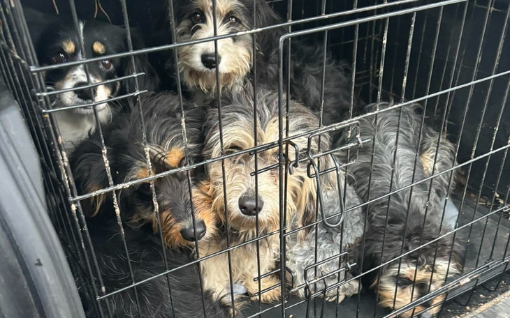 Zbiórka Wsparcie dla psów z interwencji - zdjęcie główne