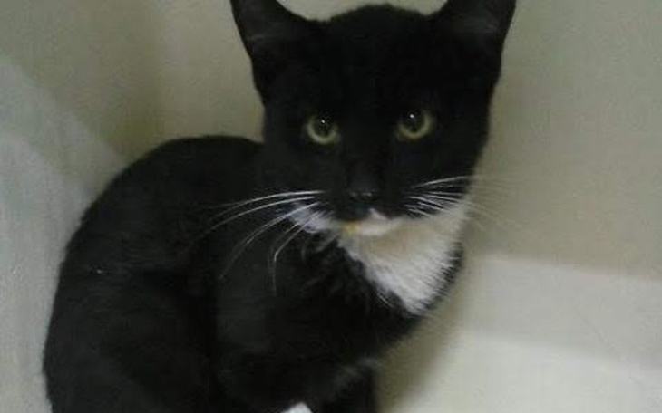 Zbiórka Józia dzika kotka - zdjęcie główne