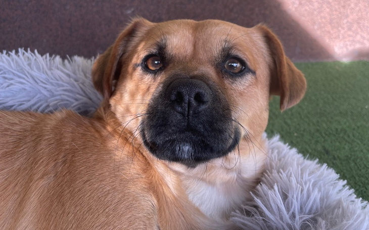 Zbiórka Na amputację łapki bandziora - zdjęcie główne