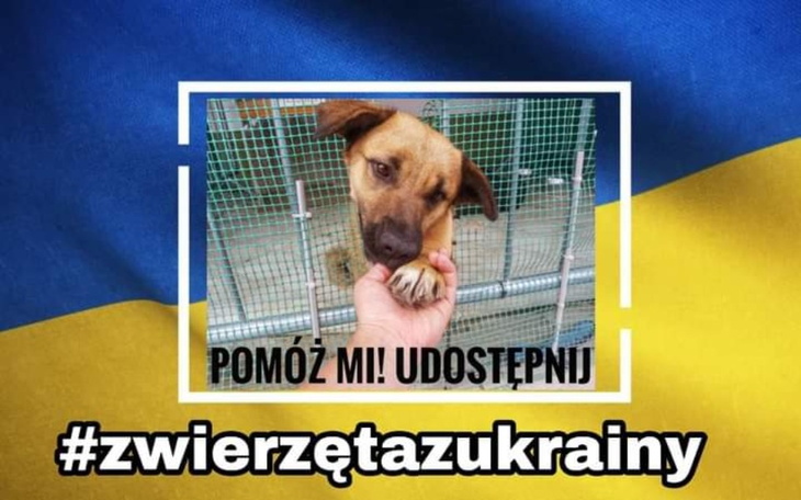 Zbiórka Pomoc Zwierzętą na Ukrainie - zdjęcie główne