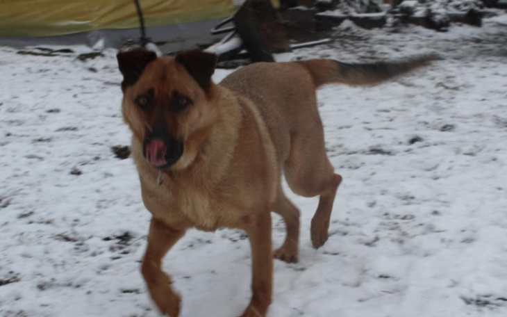 Pies biega po śniegu, radosny i pełen energii.