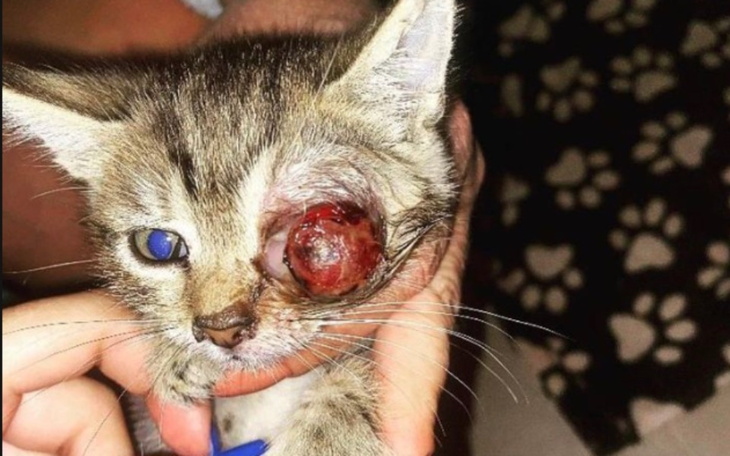 Zbiórka Na operacje oczka Luny - zdjęcie główne