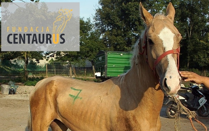Zbiórka Na ratunek Złotemu. - zdjęcie główne