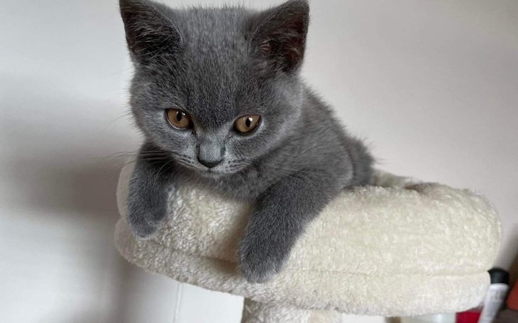 Zbiórka Zbiórka dla Czarusia - zdjęcie główne