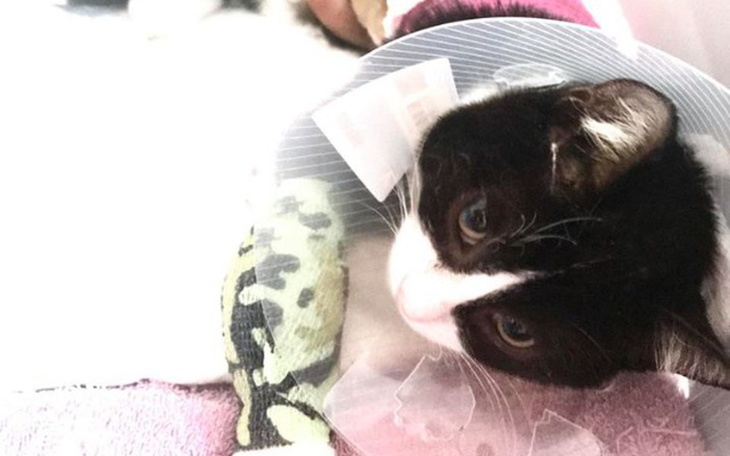 Zbiórka Costa - potrącony kociaczek - zdjęcie główne