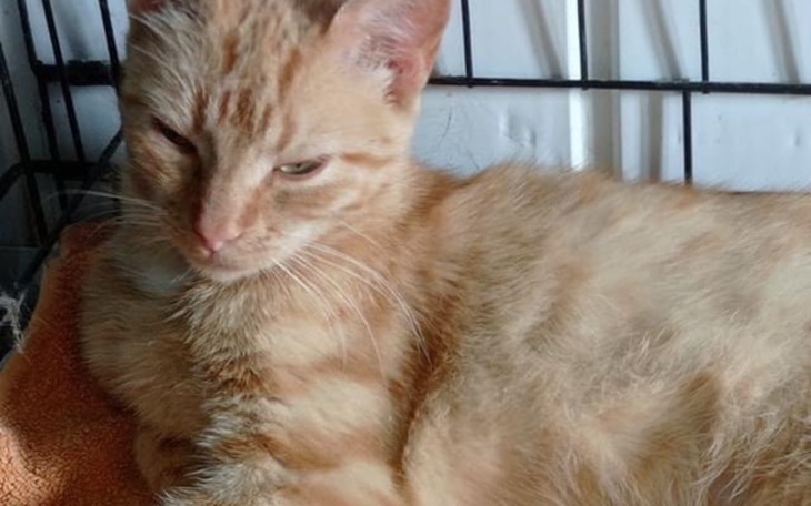 Rudy kot leżący na pomarańczowym ręczniku.