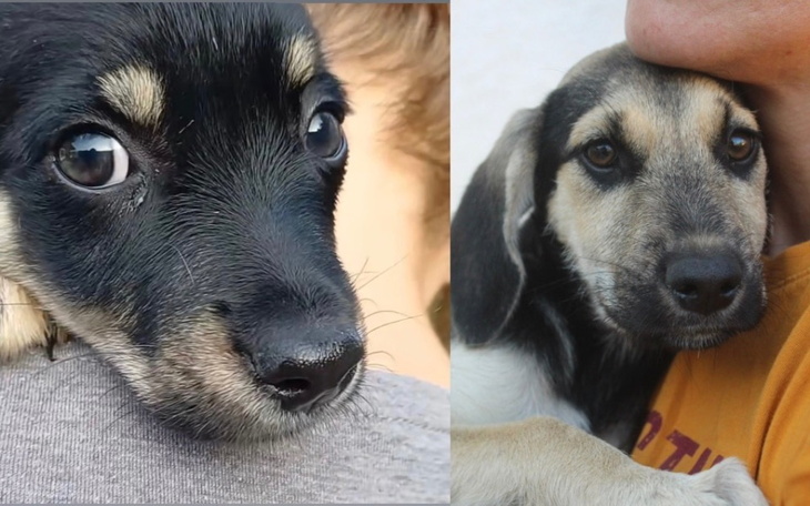 Dwa szczeniaki patrzą na kamerę, wyglądają na przyjazne.