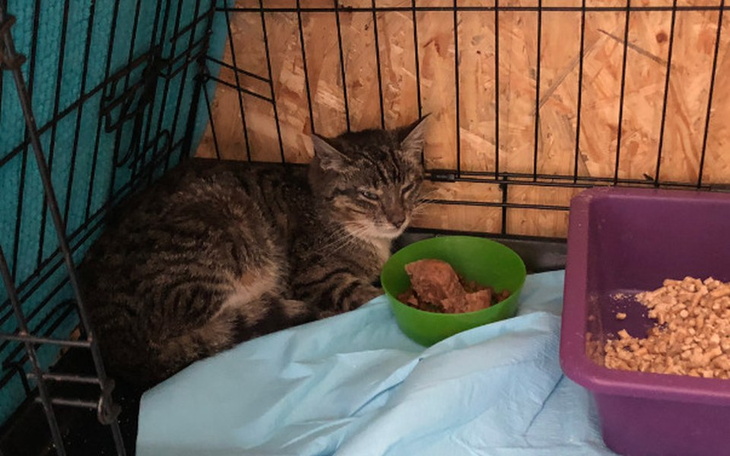 Zbiórka BUŁKA prosi o POMOC!!! <3 - zdjęcie główne