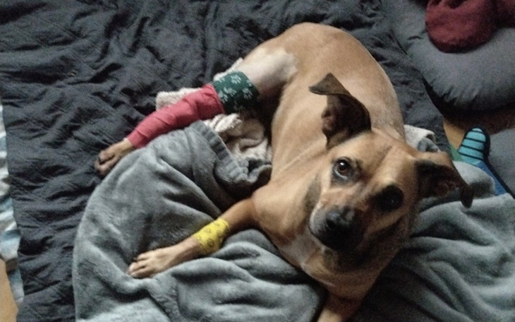 Zbiórka Operacja Brendy - zdjęcie główne