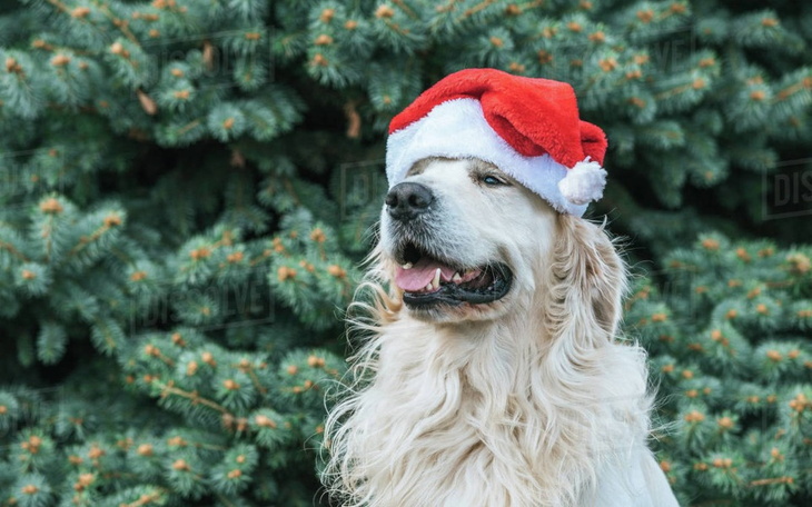 Zbiórka Mikołajki dla Schroniska Rybnik - zdjęcie główne