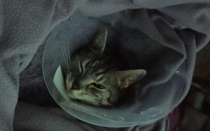 Zbiórka Zaliczka na amputacje łapy kici - zdjęcie główne