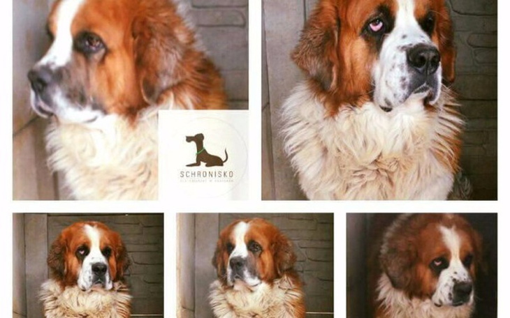 Zbiórka dajmy mu nowe zycie- bez krat !! - zdjęcie główne