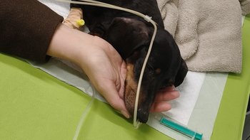 Zbiórka Obrzęk płuc, chore serce Choco - miniaturka zdjęcia