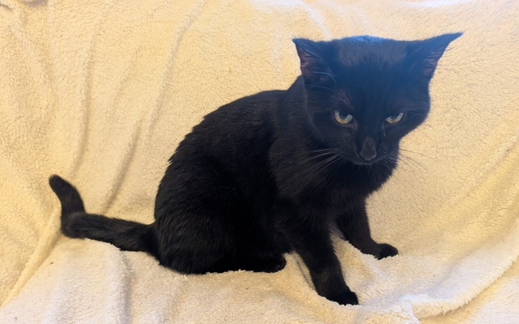 Czarny kot siedzący na jasnym kocu, z wyrazem niezadowolenia.