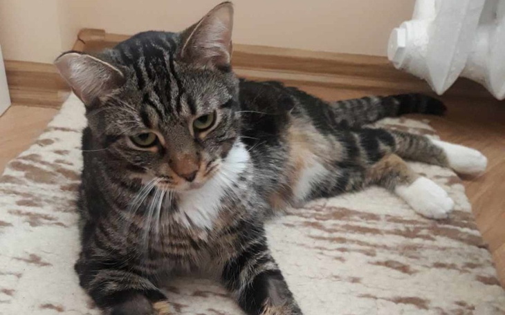 Zbiórka Pepe walczy z FIP - zdjęcie główne