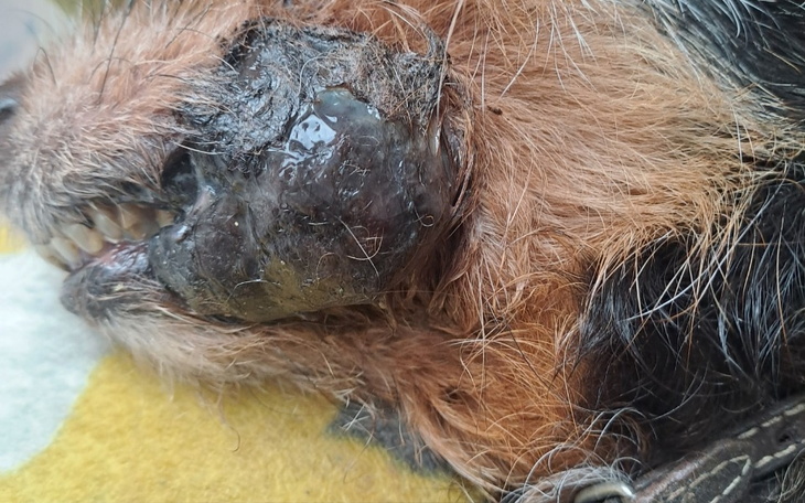 Zbiórka Nowotwor u pieska - zdjęcie główne