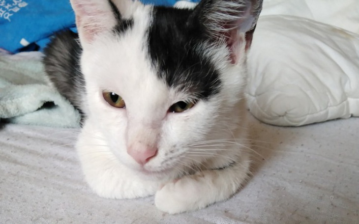 Zbiórka Dyzio prosi o pomoc - zdjęcie główne