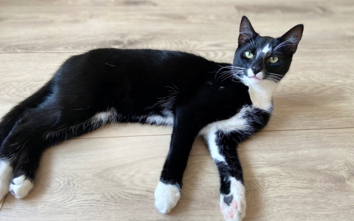 Czarny kot leży na podłodze, z wyrazem spokoju.