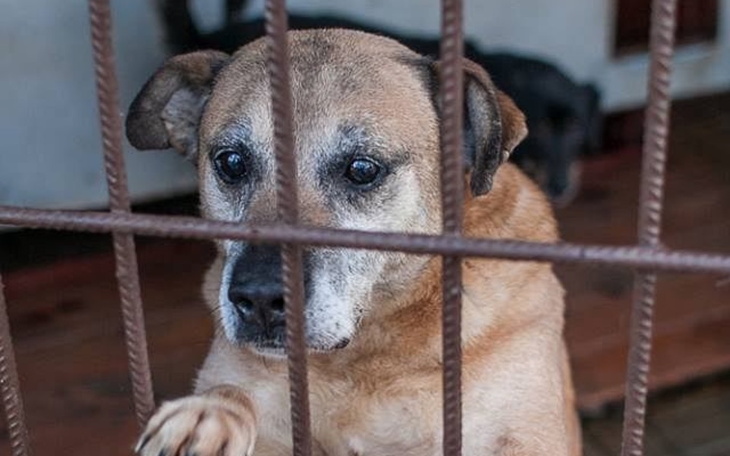 Zbiórka Karma dla piesków ze schroniska - zdjęcie główne
