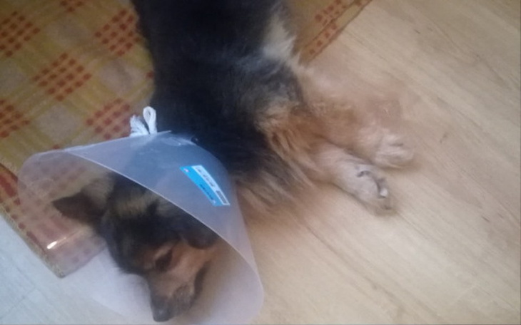 Zbiórka Drużyna dla sparaliżowanego TOTO - zdjęcie główne