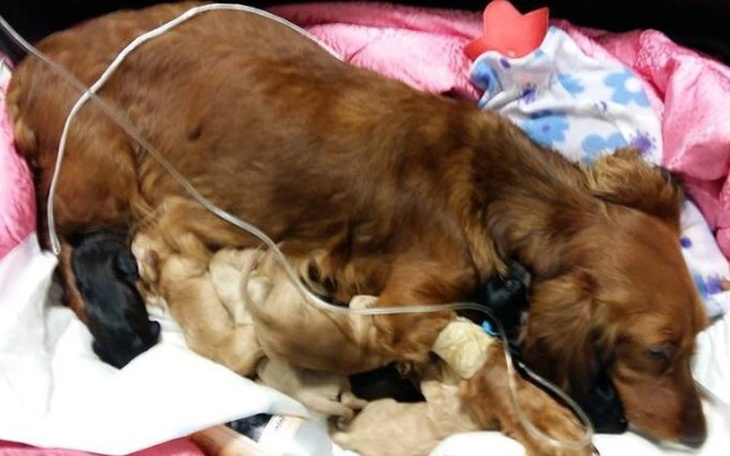 Suczka z szczeniętami w bezpiecznym miejscu.