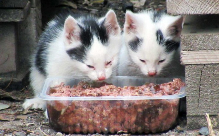 Zbiórka Pomóżmy kotom z zajazdu biedy ! - zdjęcie główne
