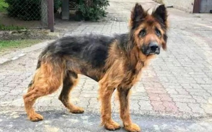 Zbiórka Leczenie zagłodzonego owczarka - zdjęcie główne