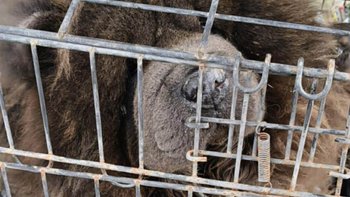 Zbiórka Chow chow w klatce śmierci - miniaturka zdjęcia