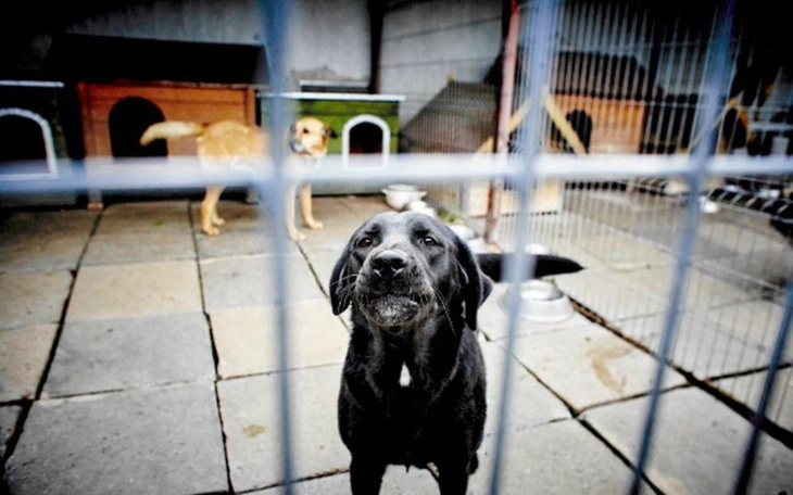 Zbiórka Schronisko dla zwierząt. - zdjęcie główne