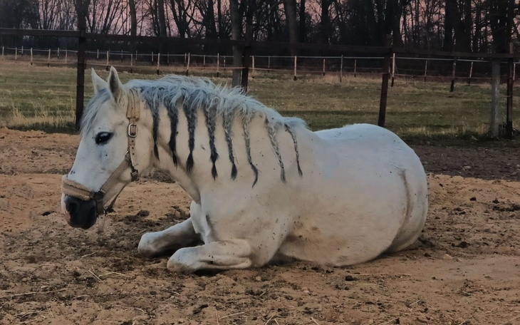 Zbiórka Leczenie klaczy Malwinki - zdjęcie główne