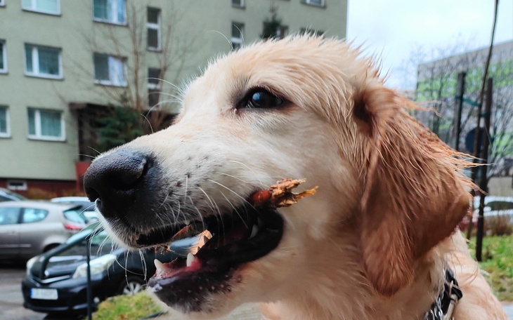 Zbiórka Operacja Yogiego - dysplazja - zdjęcie główne