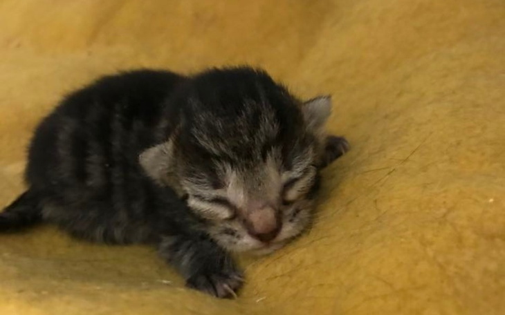 Zbiórka Inkubator ratuje życie - zdjęcie główne