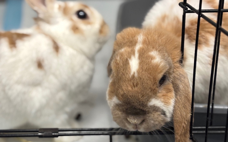 Dwa króliki w klatce, jeden z nich z bliska.