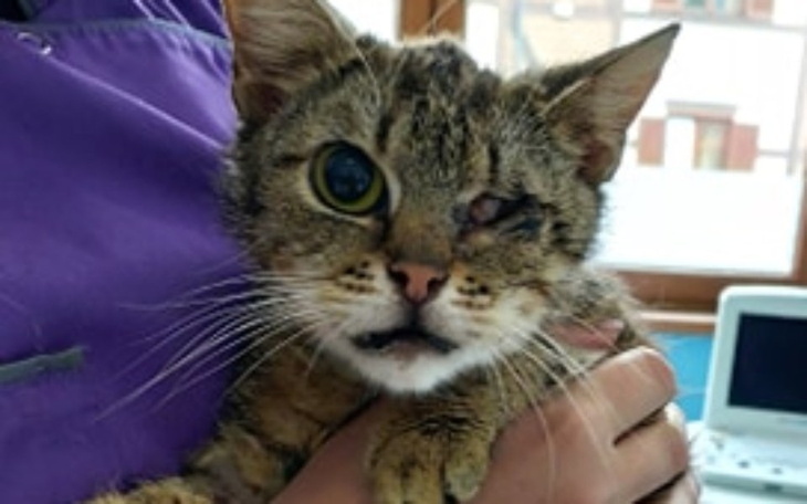 Zbiórka Straciła oko, jest ciężko chora - zdjęcie główne