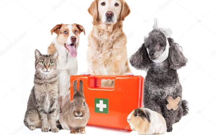 Zbiórka Pomoc dla zwierząt!!!! - zdjęcie główne