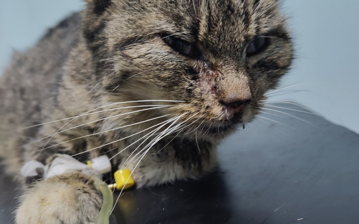 Chory kot z widocznymi ranami, leżący na stole.