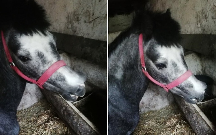 Zbiórka Tylko 2 dni by uratować Szafrana - zdjęcie główne