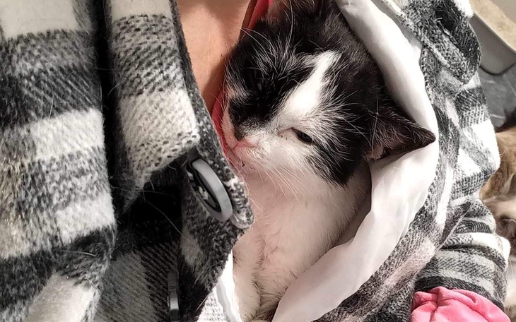 Zbiórka Rekuperacja - wentylacja u kotow - zdjęcie główne