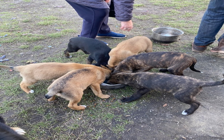 Zbiórka Ratujmy szóstkę maluchów - zdjęcie główne