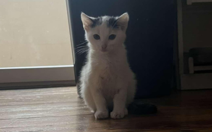 Zbiórka Leczymy znalezione kocie - zdjęcie główne