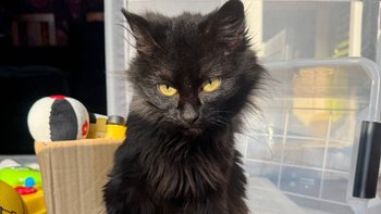 Zbiórka Na potrąconą Jadzię - miniaturka zdjęcia