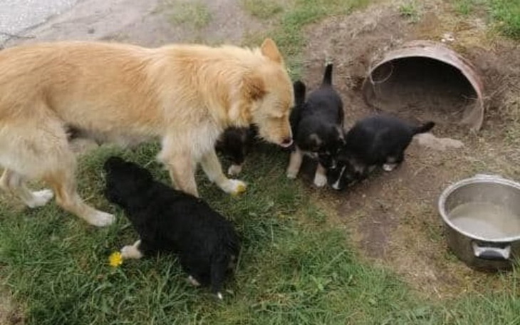 Zbiórka Uratowane przed utopieniem - zdjęcie główne