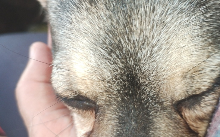 Zbiórka Zbiórka urodzinowa dla Kosmusiów - zdjęcie główne