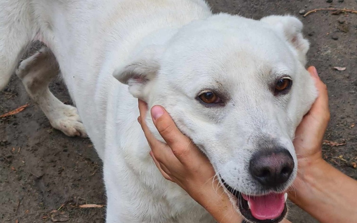 Zbiórka Poczęstowany ołowiem, przeżył - zdjęcie główne