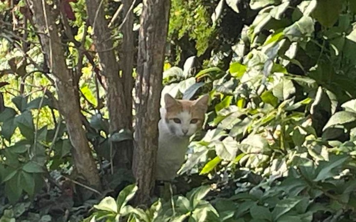 Zbiórka Buda ocieplana dla kota - zdjęcie główne